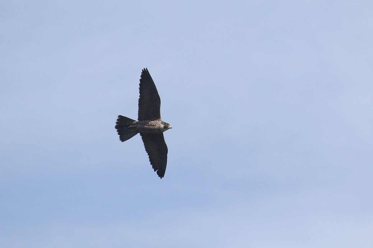 Peregrine Falcon (Peale's) - Alex Lamoreaux