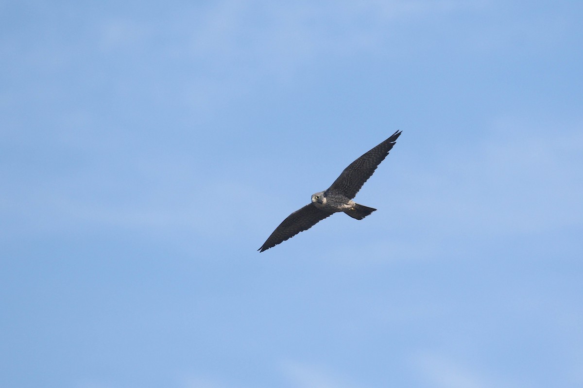 Peregrine Falcon (Peale's) - ML213656571
