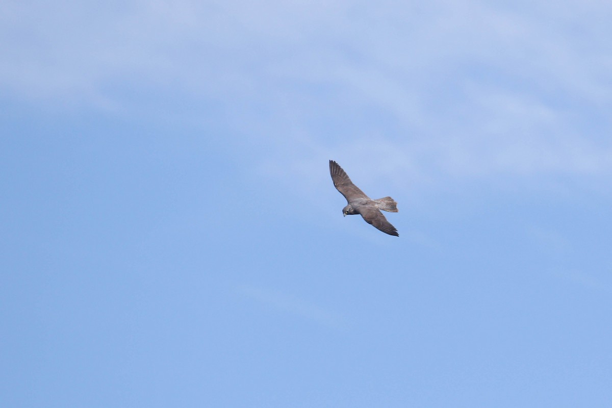 Peregrine Falcon (Peale's) - ML213656581