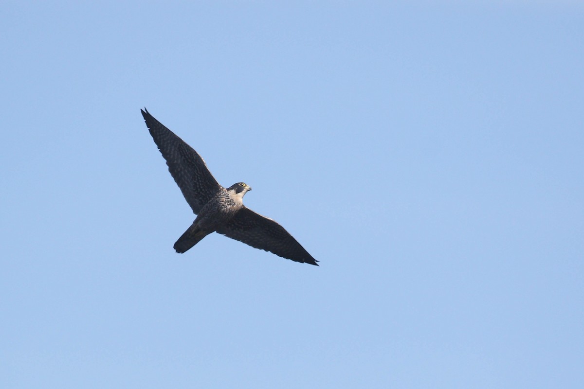Peregrine Falcon (Peale's) - ML213656591