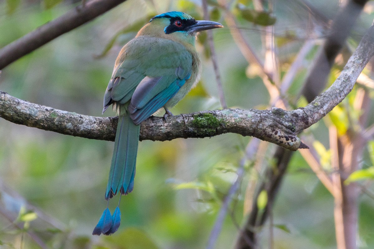 Blue-capped Motmot - ML213656781