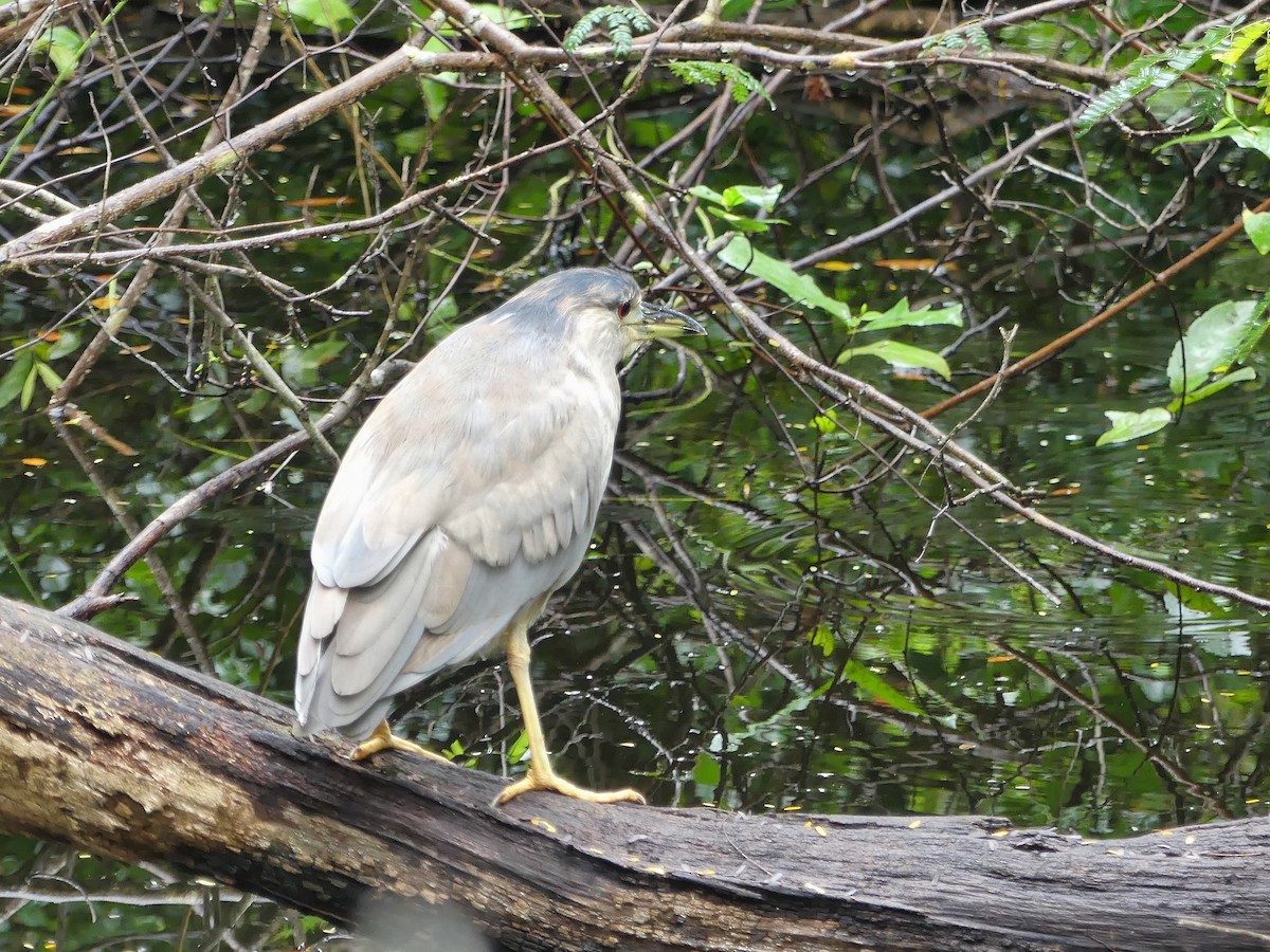 Black-crowned Night Heron - ML213657021