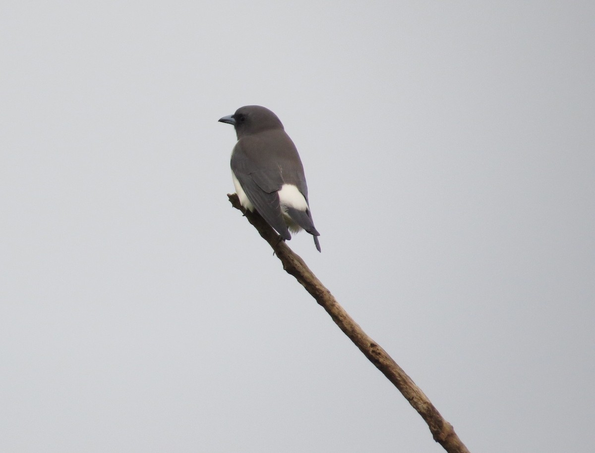 White-breasted Woodswallow - ML213659401