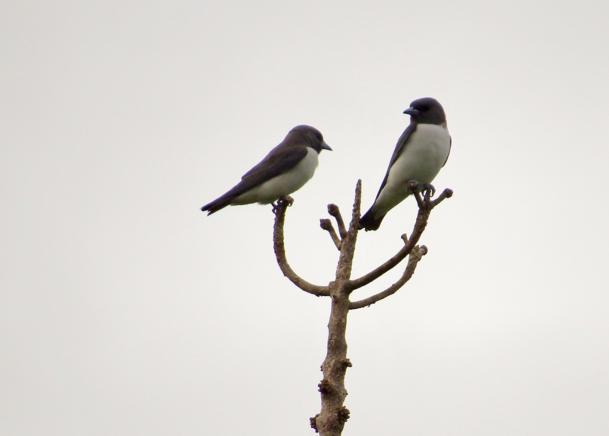 White-breasted Woodswallow - ML213659421