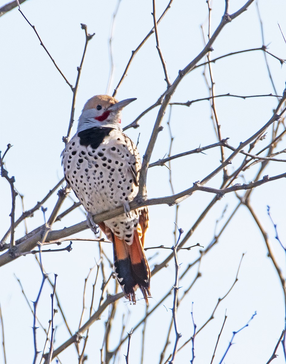 Northern Flicker (Red-shafted) - james poling