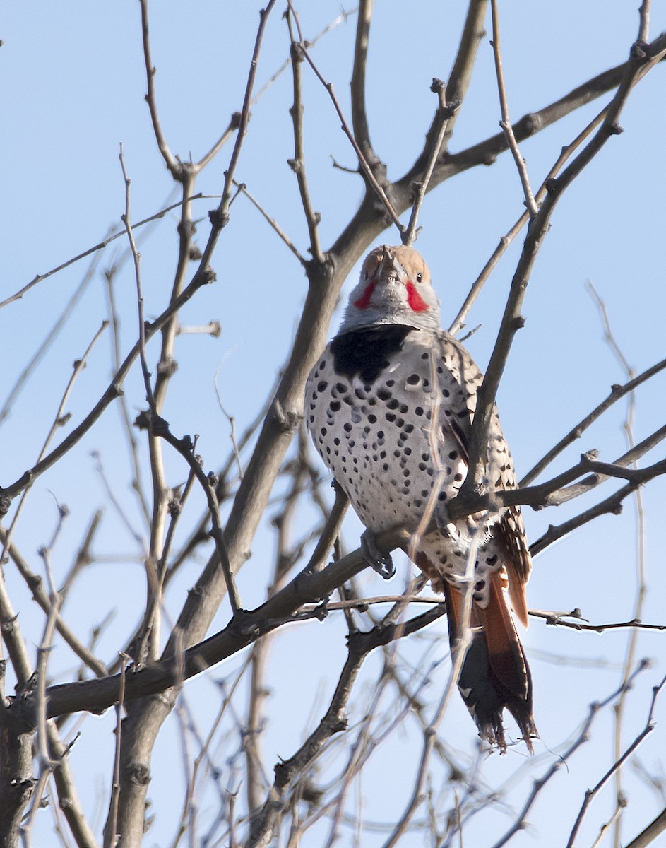 Northern Flicker (Red-shafted) - james poling