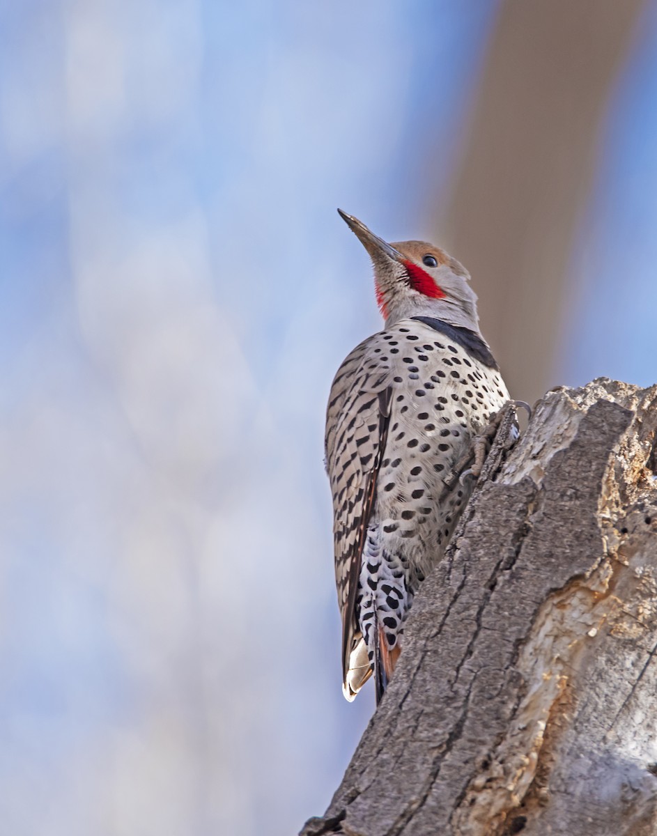 Northern Flicker (Red-shafted) - james poling