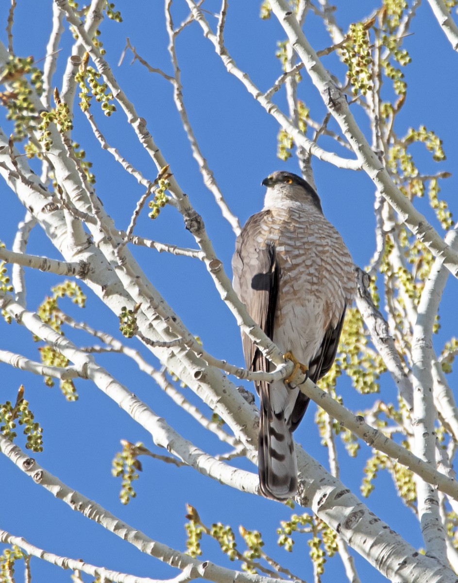 Sharp-shinned Hawk - ML213660351