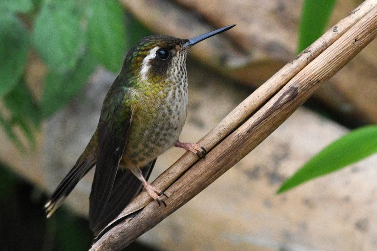 Speckled Hummingbird - David M. Bell