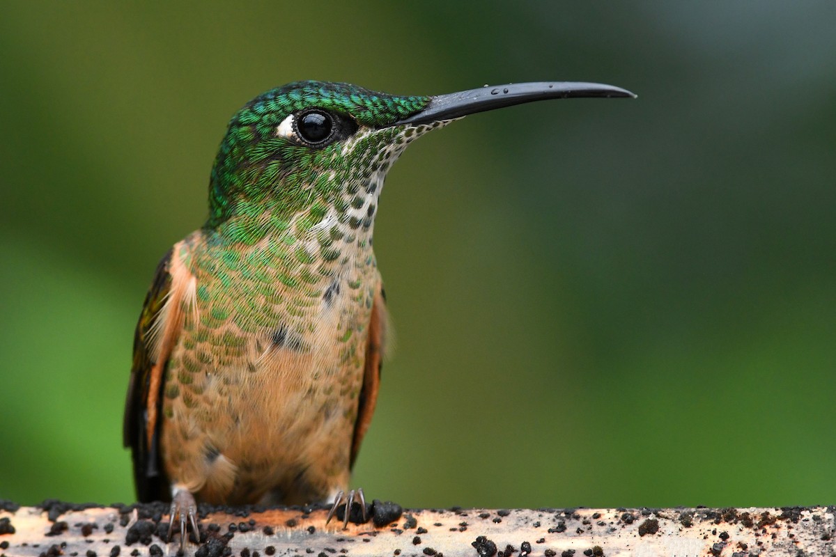 Fawn-breasted Brilliant - ML213663031