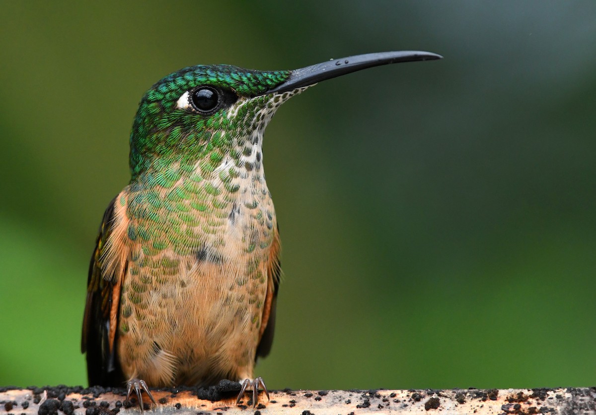 Fawn-breasted Brilliant - ML213663061