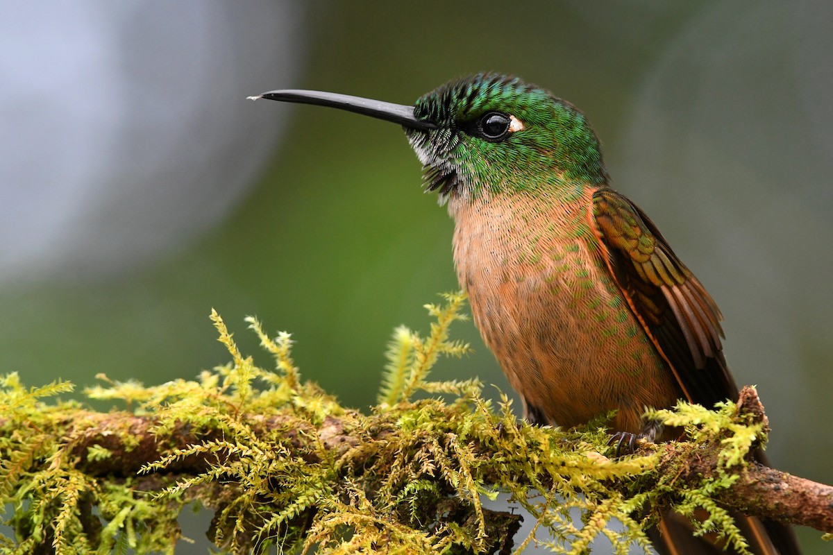 Fawn-breasted Brilliant - ML213663321