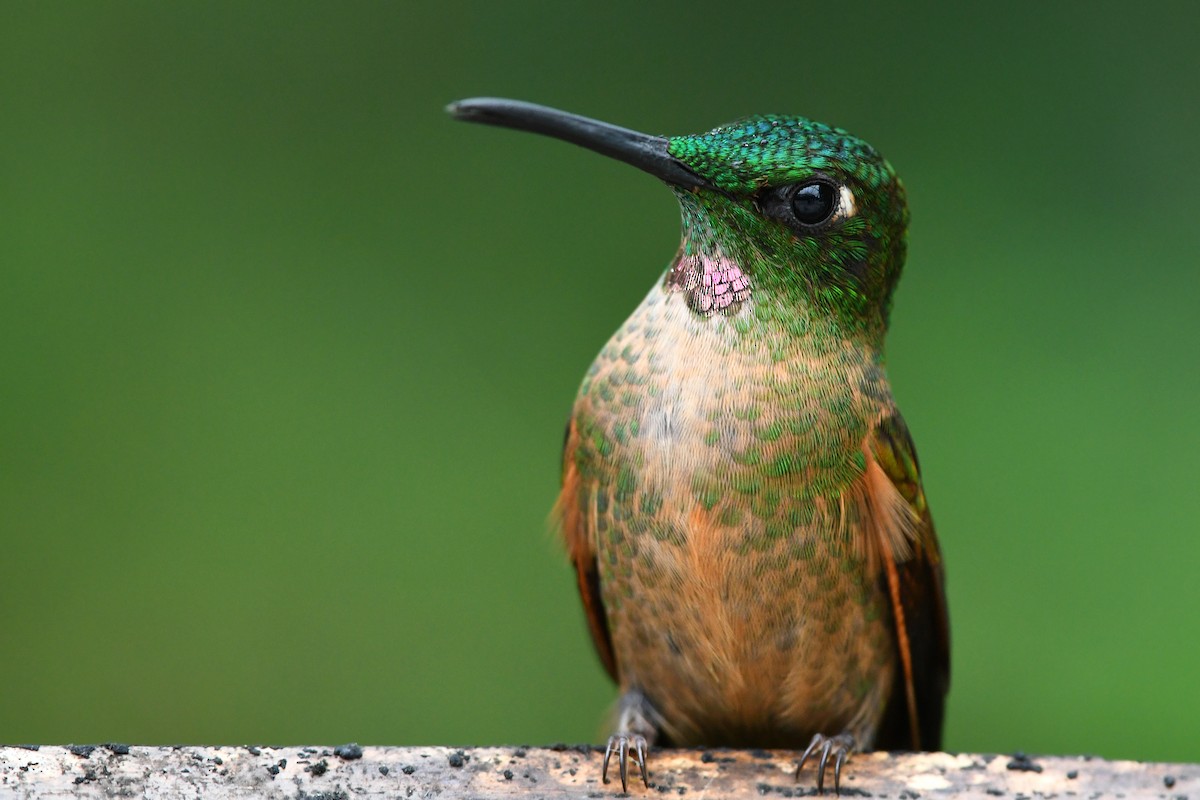 Fawn-breasted Brilliant - David M. Bell