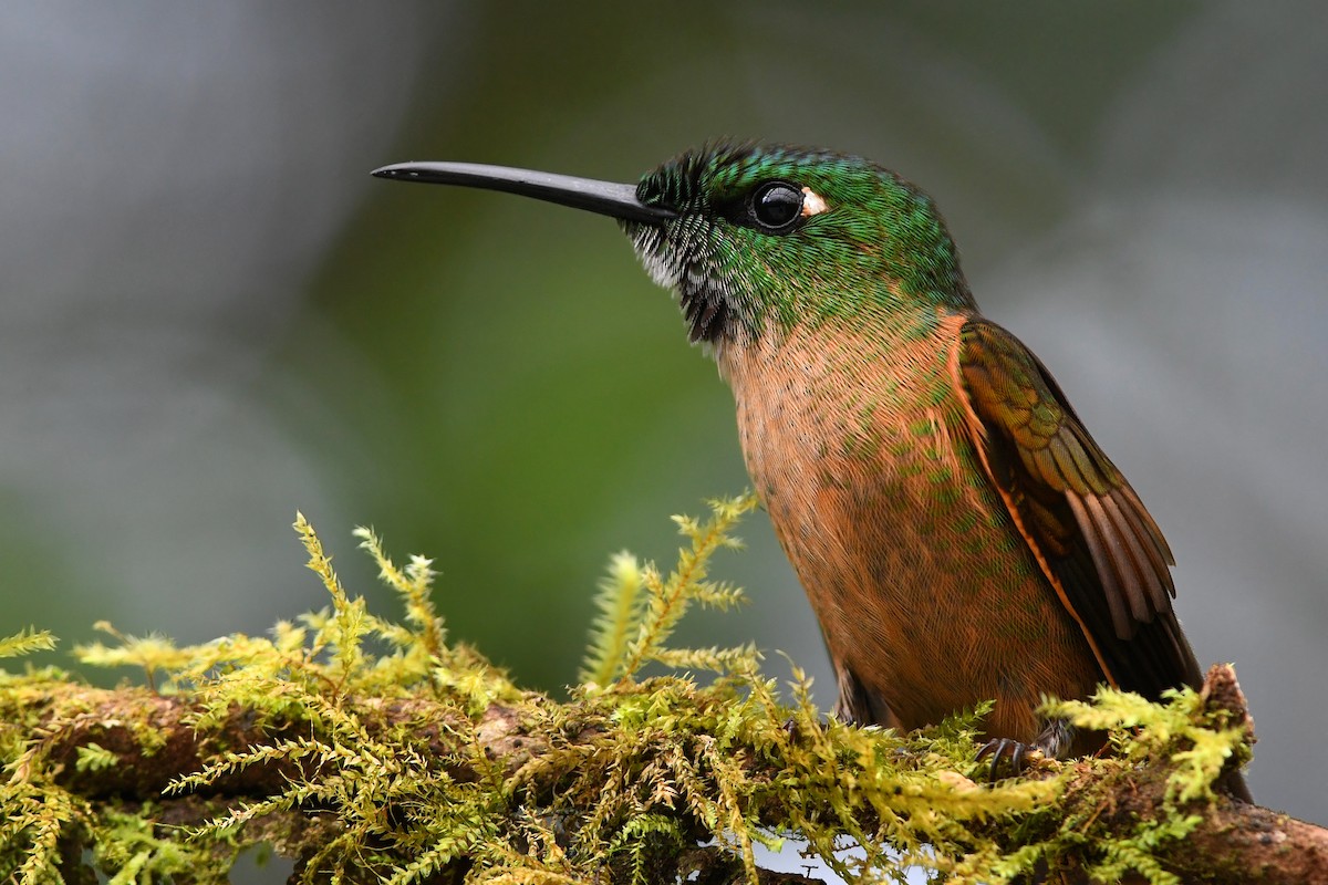 Fawn-breasted Brilliant - David M. Bell