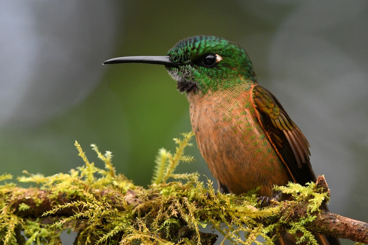 Fawn-breasted Brilliant - ML213663381