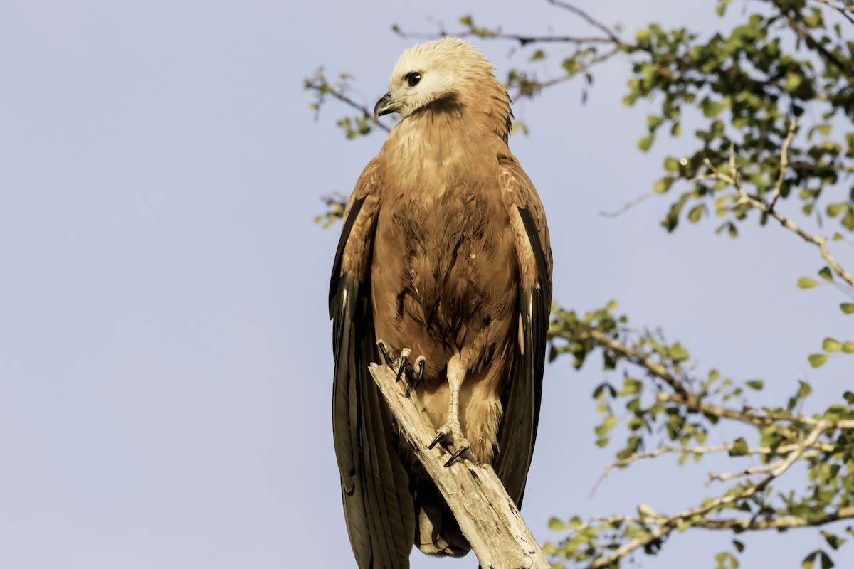 Black-collared Hawk - Jorge Eduardo Ruano