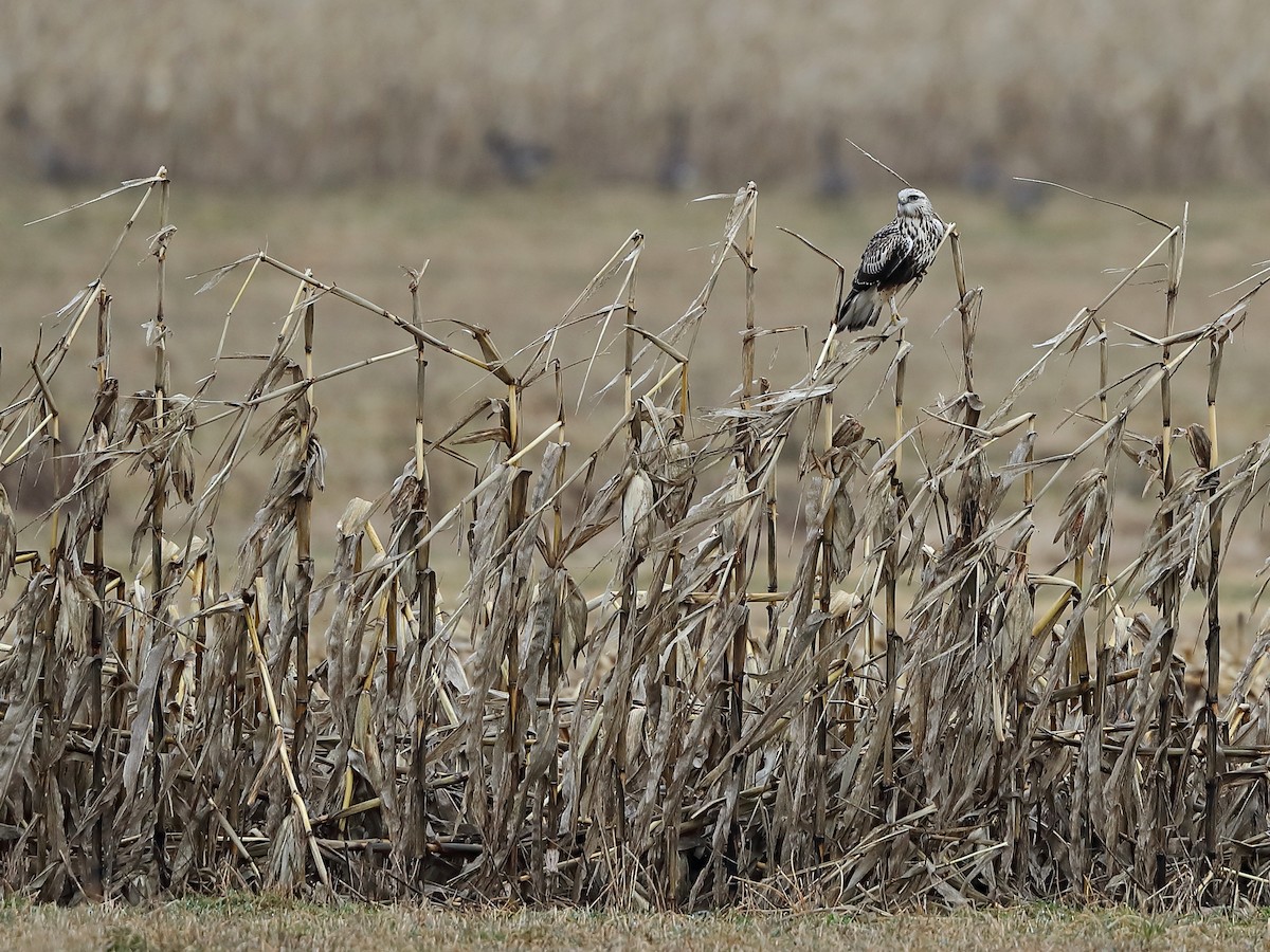 Rough-legged Hawk - Jake  Dingel