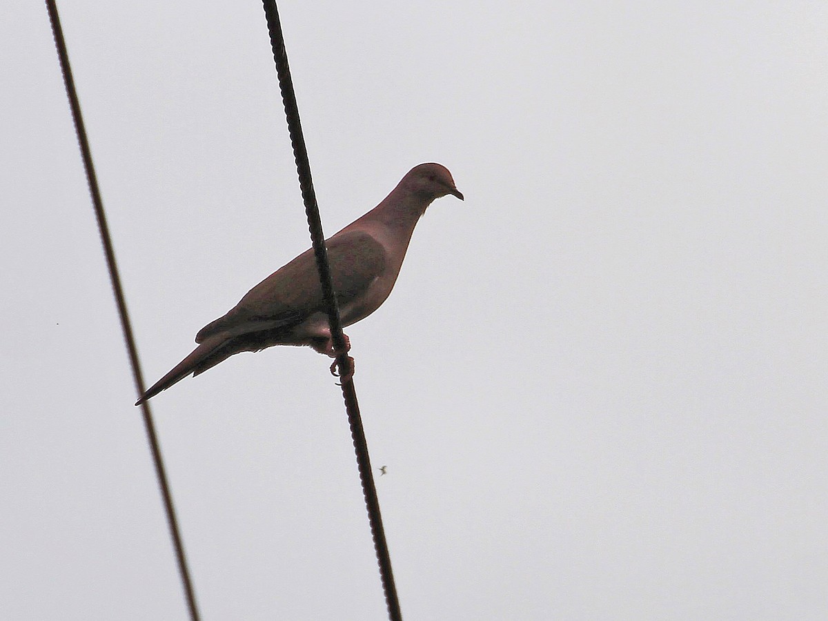 Ruddy Pigeon (Ruddy) - Carl Poldrack