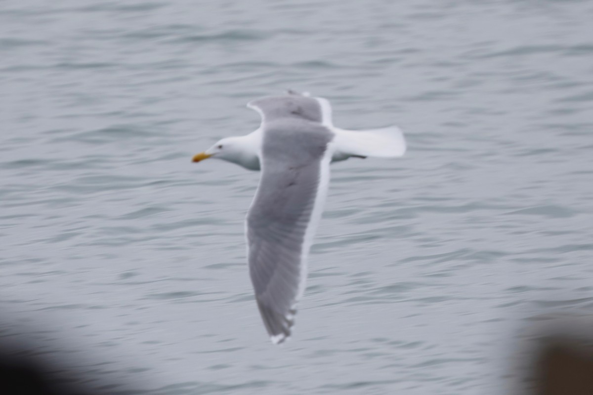 Glaucous-winged Gull - Timo Mitzen