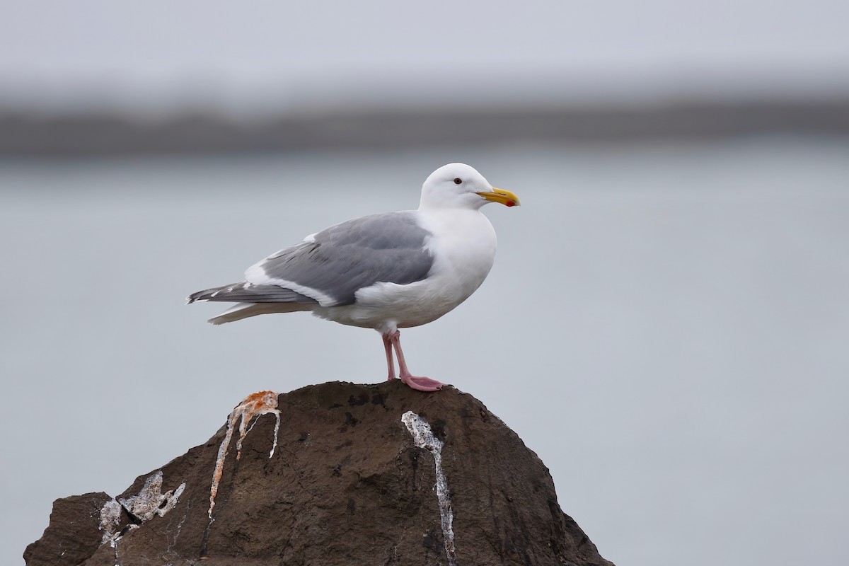 Glaucous-winged Gull - Timo Mitzen