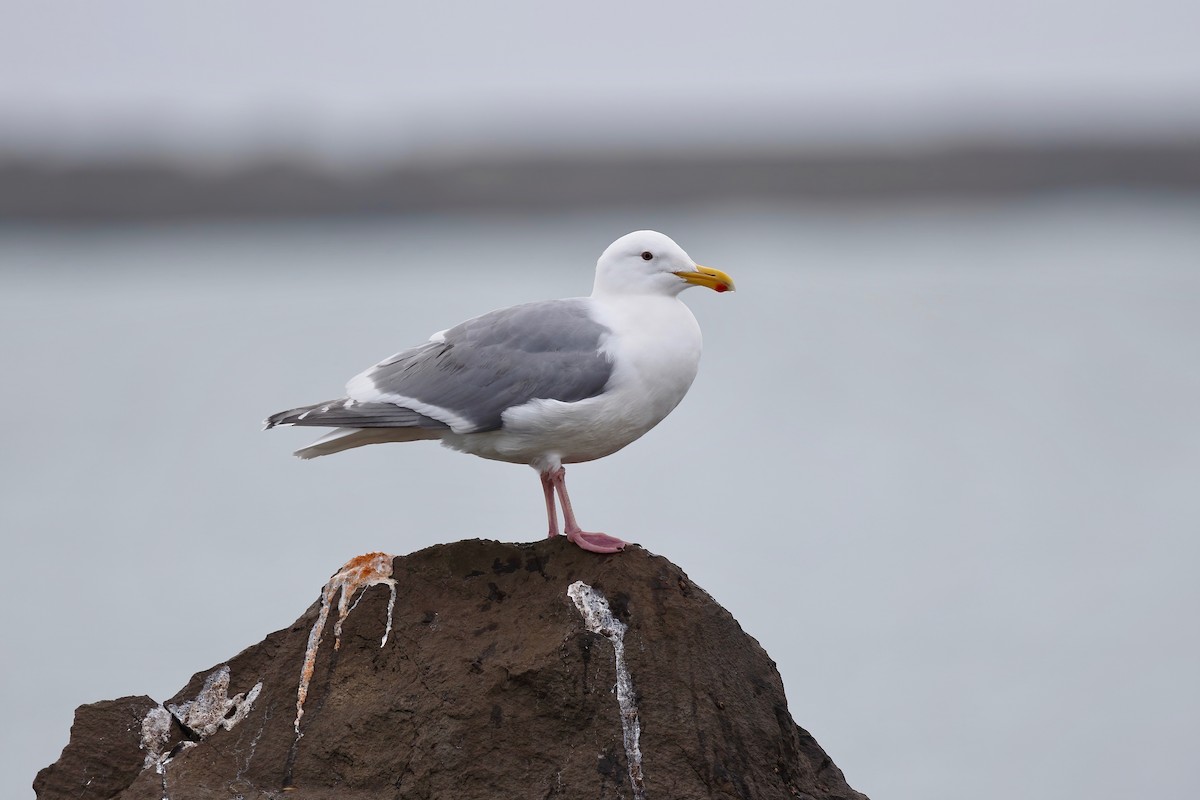 Glaucous-winged Gull - ML213666391