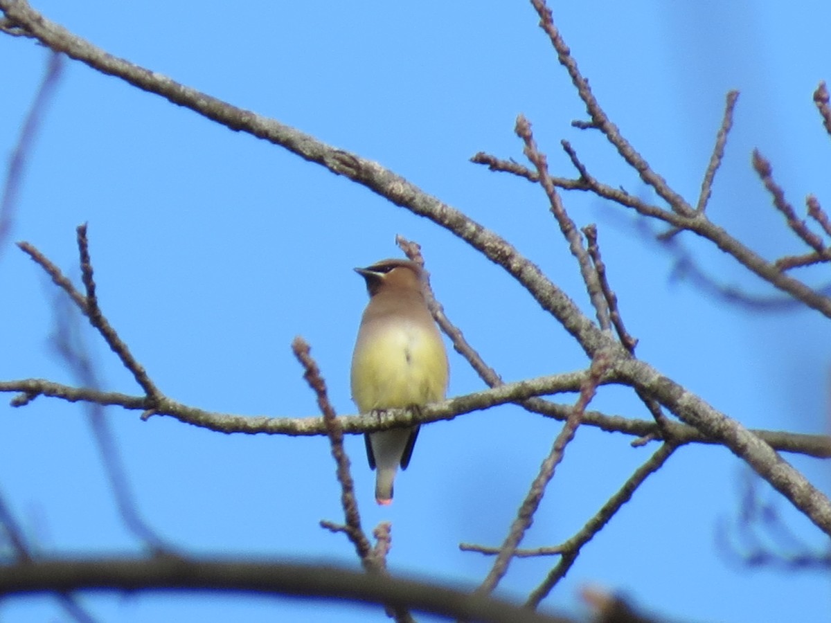 Cedar Waxwing - ML213666761