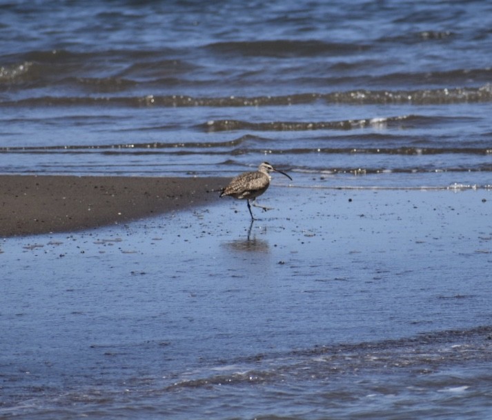 Hudsonian Whimbrel - ML213667031