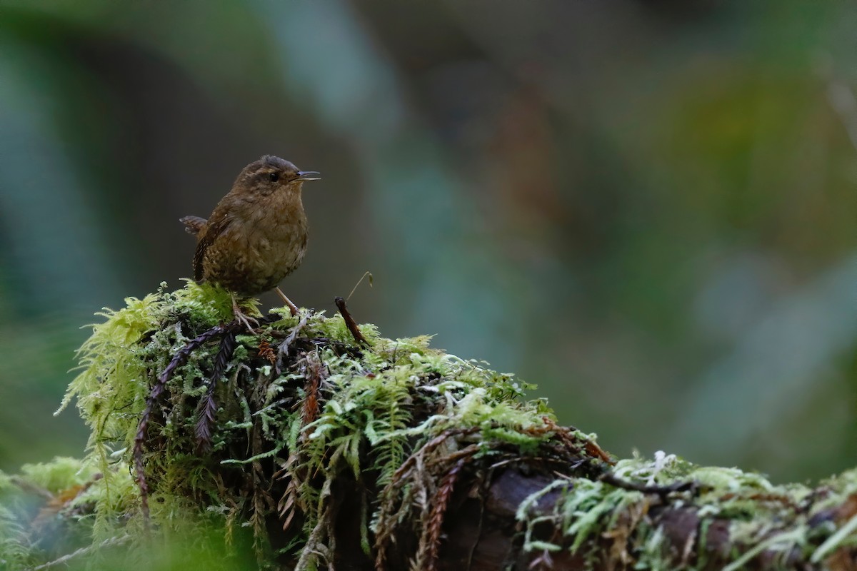 Pacific Wren - ML213669931