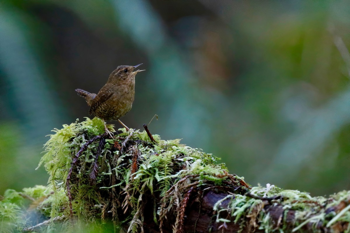 Pacific Wren - ML213669941