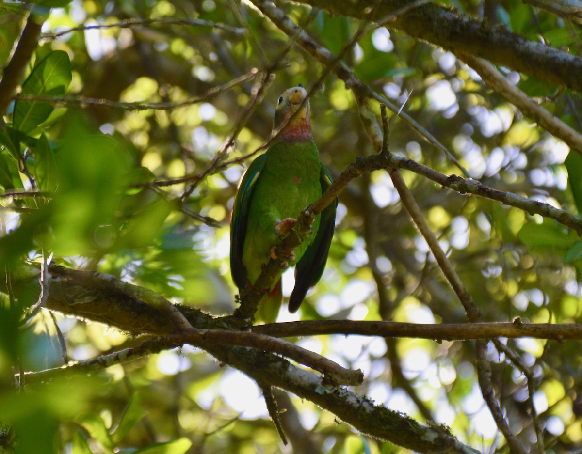 Yellow-billed Parrot - ML213669951