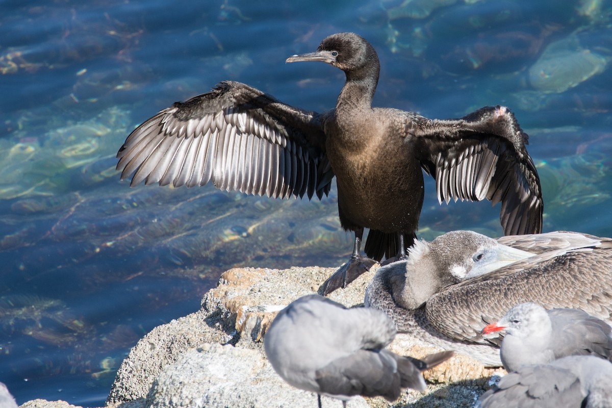 Pelagic Cormorant - ML213671601