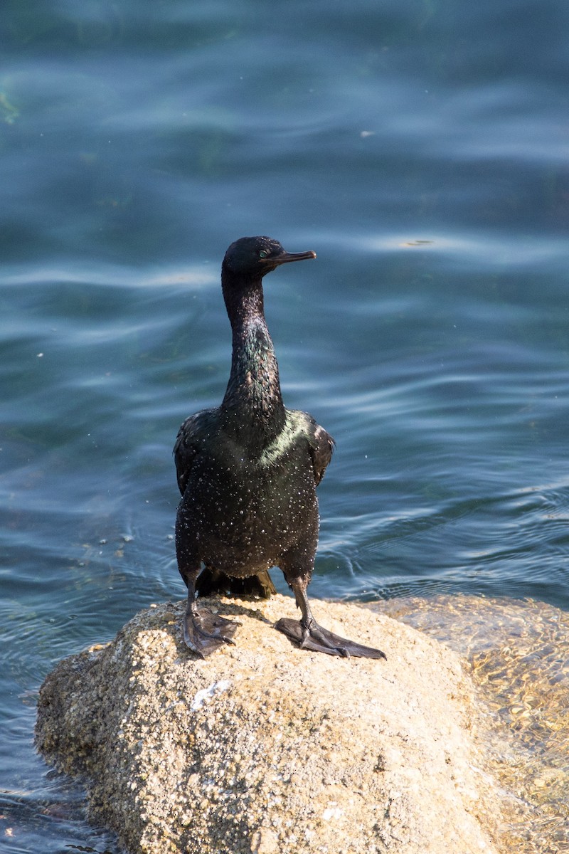 Pelagic Cormorant - ML213671611