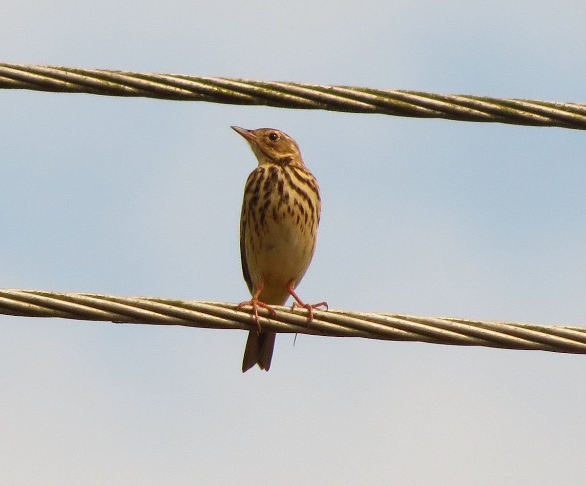 Tree Pipit - ML21367361