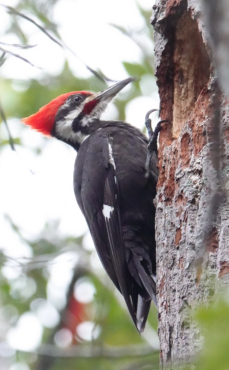 Pileated Woodpecker - Kathleen Horn