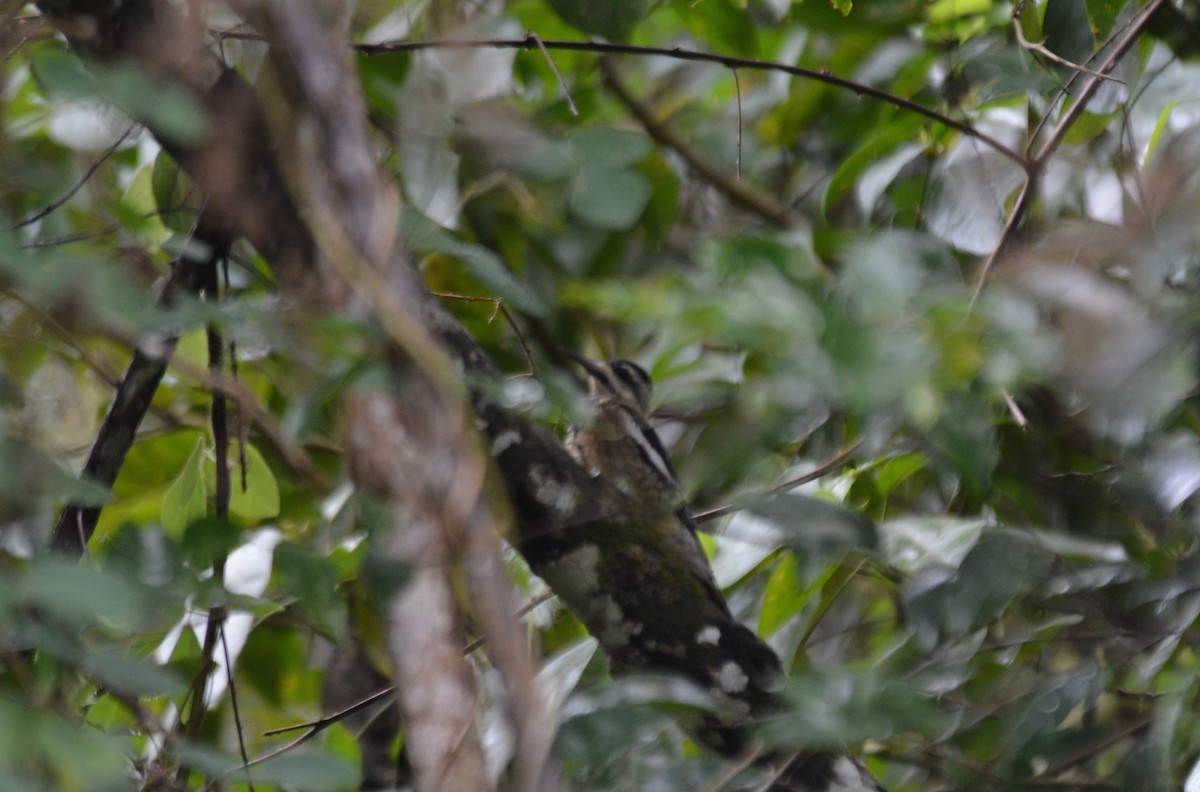 Yellow-bellied Sapsucker - ML213675081