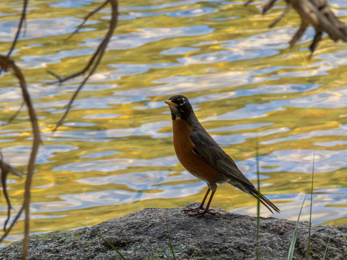 American Robin - ML213676941