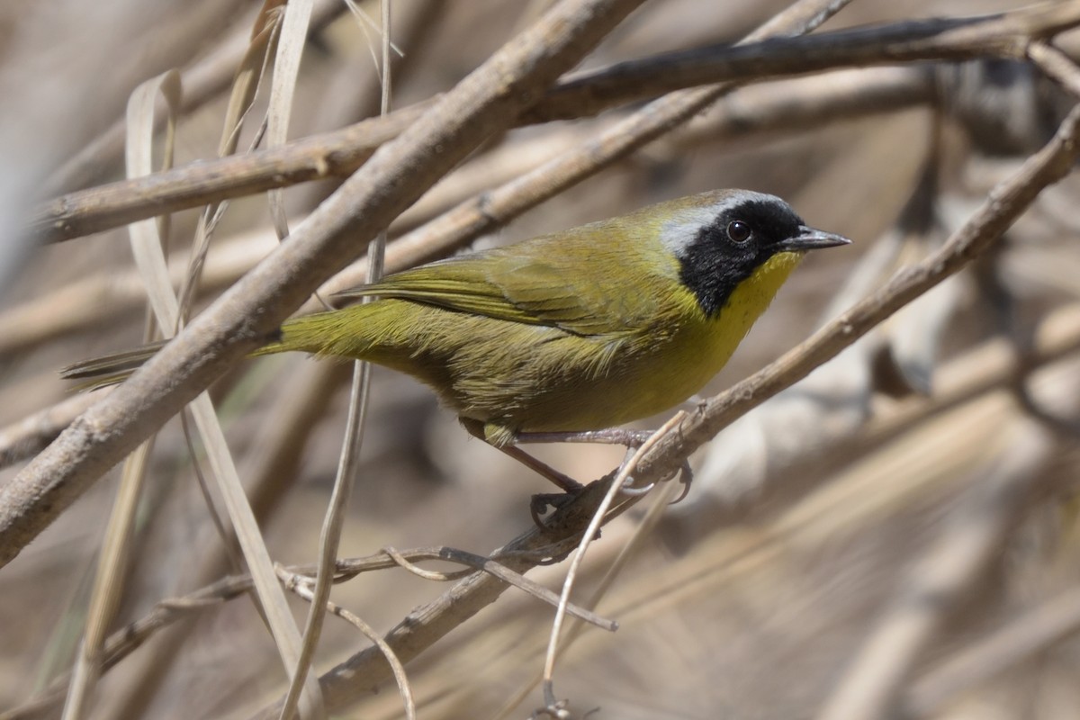 Hooded Yellowthroat - German Garcia