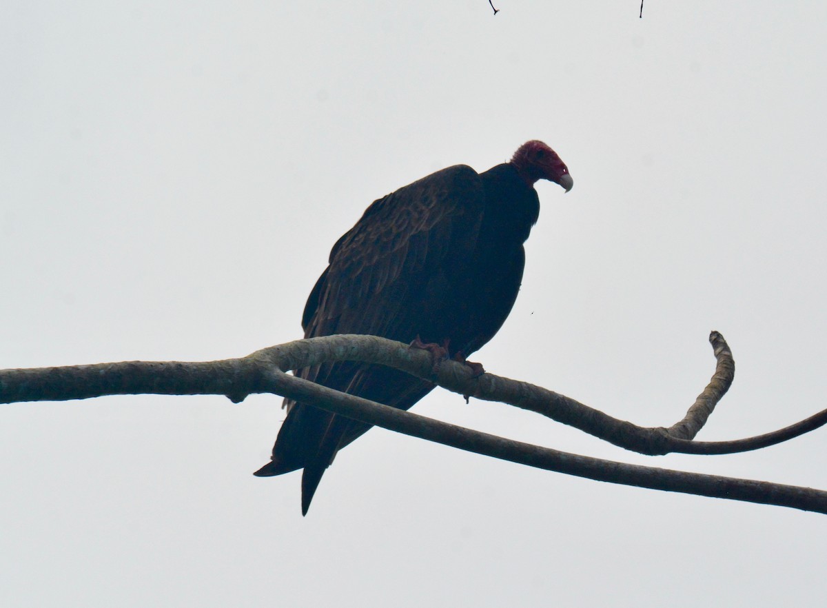 Turkey Vulture - Nate Brown