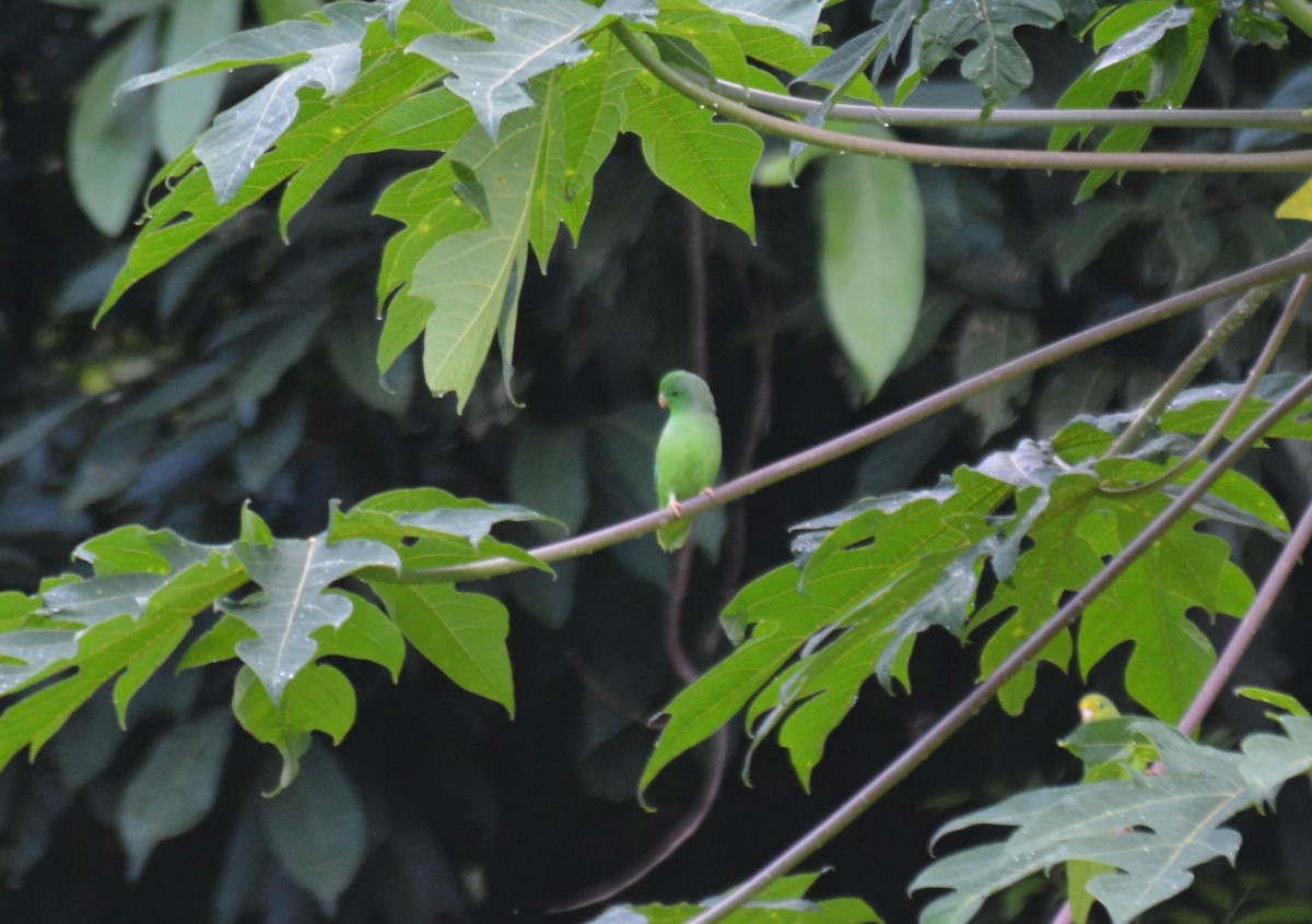 Yeşil Sokumlu Serçe Papağanı - ML213678021