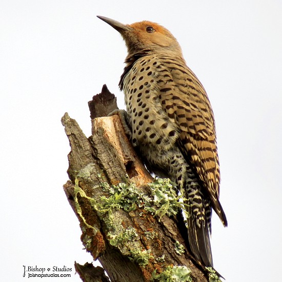 Northern Flicker - ML21367881