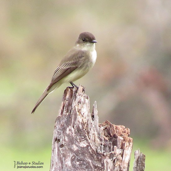 Eastern Phoebe - ML21367891