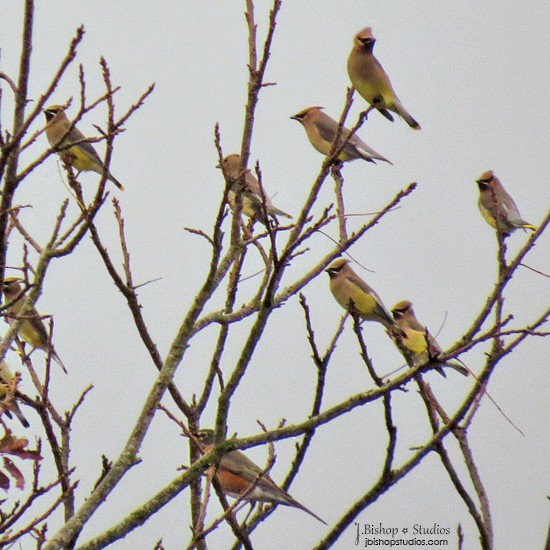 Cedar Waxwing - ML21367911