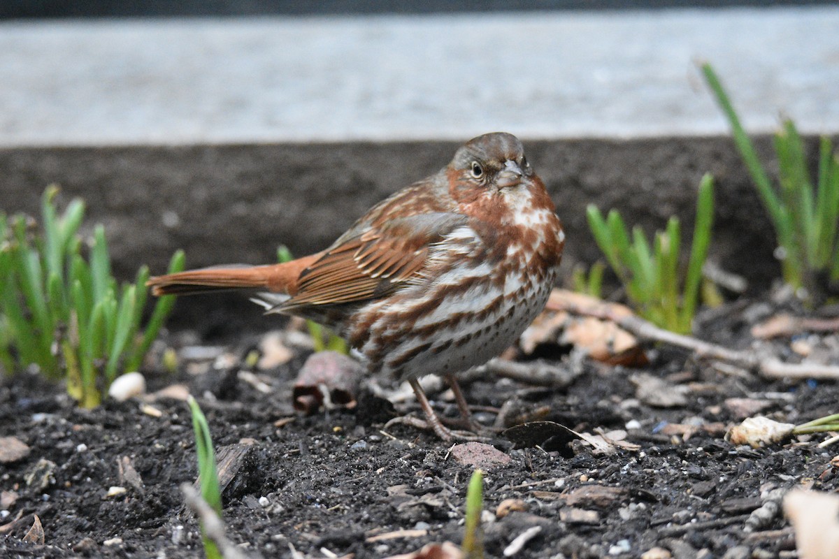 Fox Sparrow - ML213679361