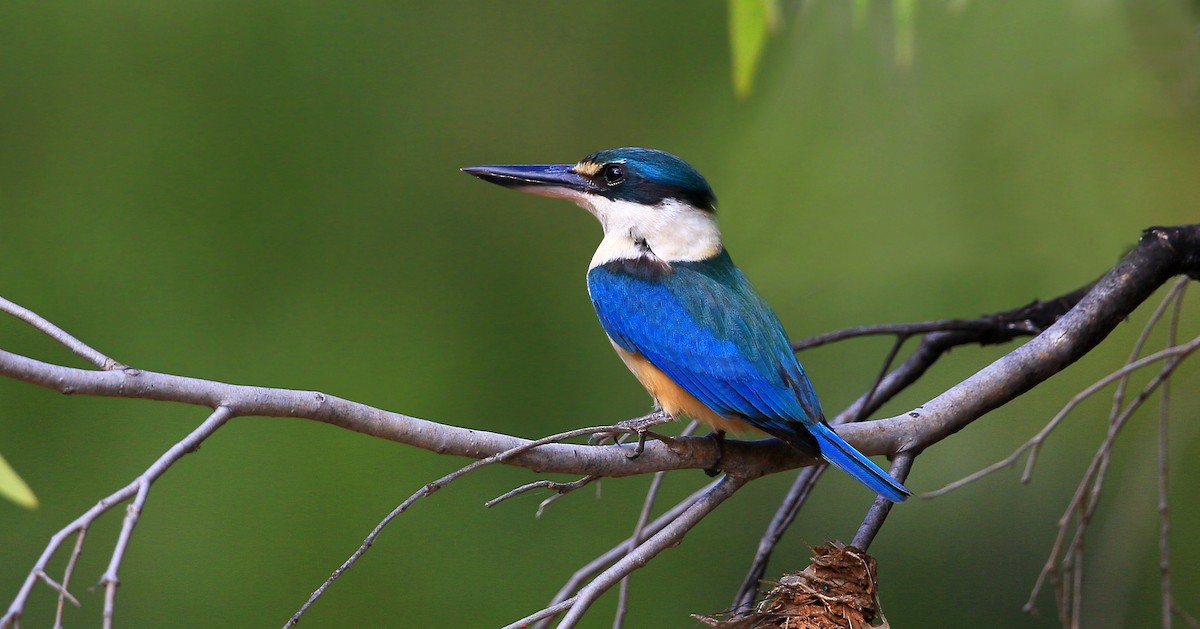 Sacred Kingfisher - ML213680991