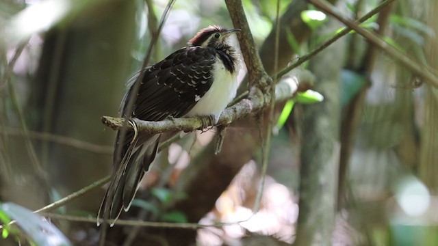 Pheasant Cuckoo - ML213681401