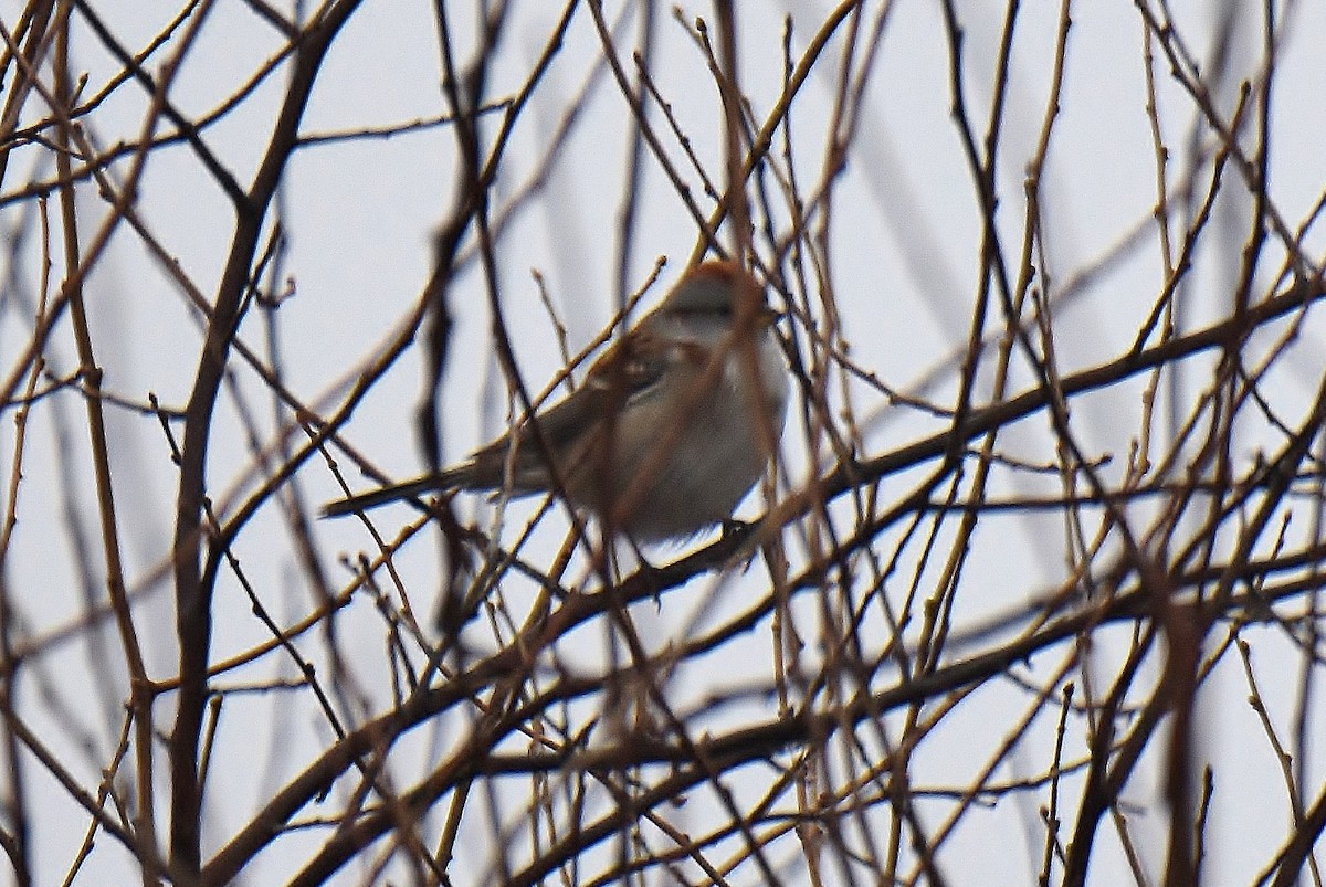 American Tree Sparrow - ML213682191