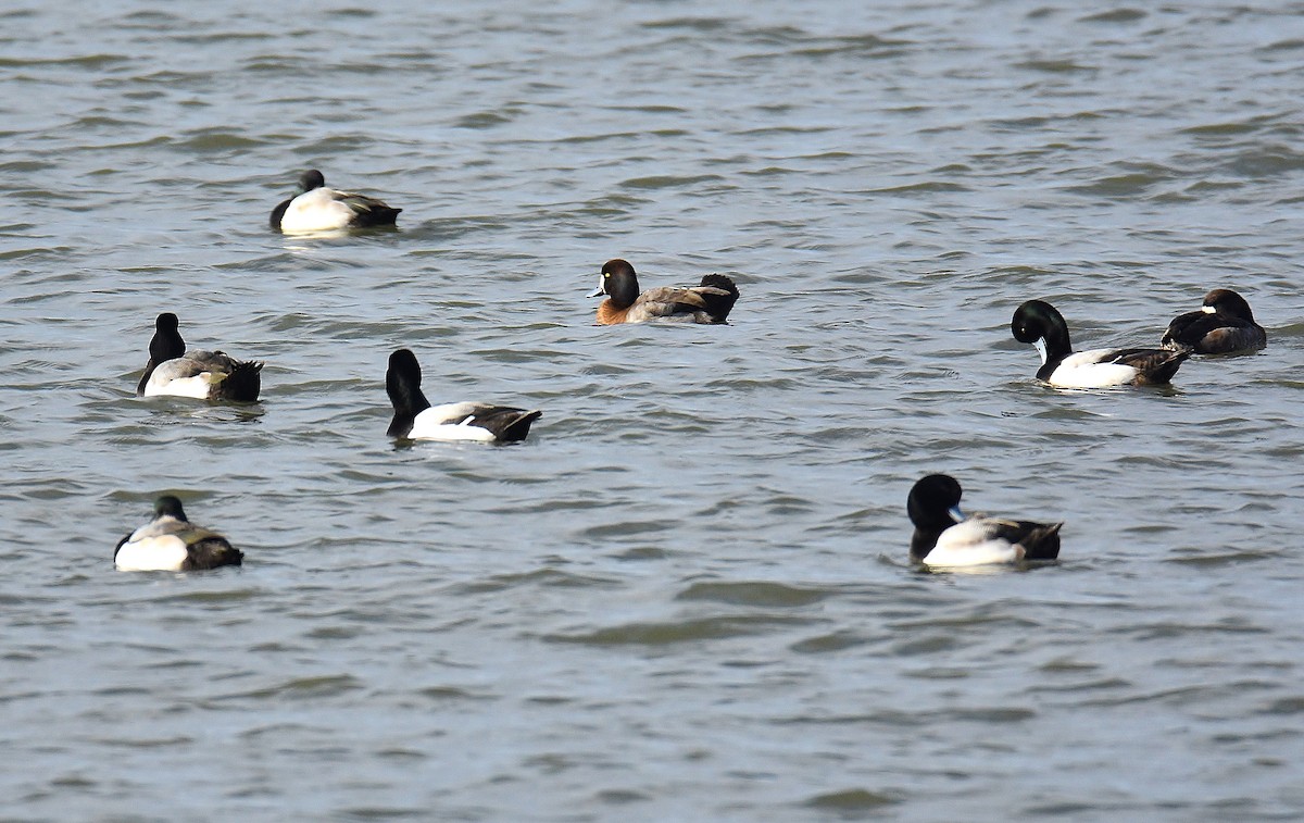 Greater Scaup - ML213684651