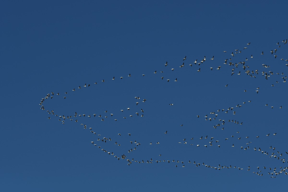 Цасны галуу - ML213685171