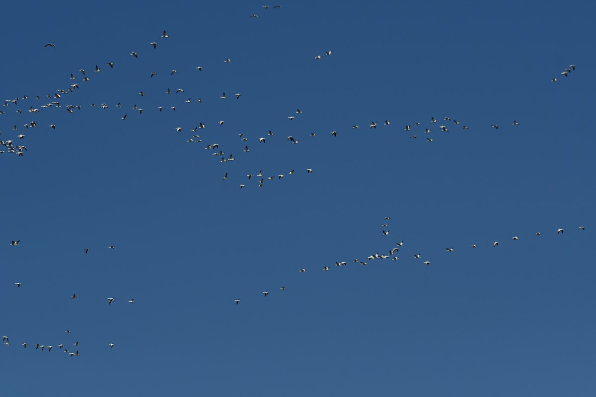 Цасны галуу - ML213685191