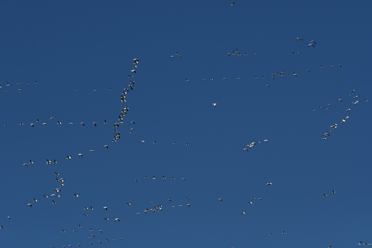 Цасны галуу - ML213685211